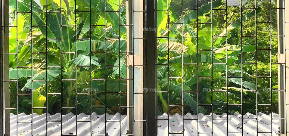 Cage
