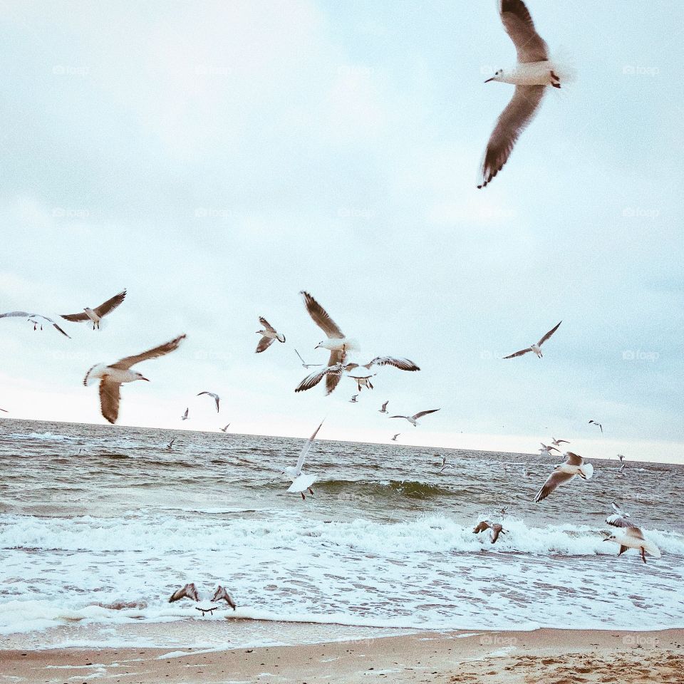 seagulls on the sea
