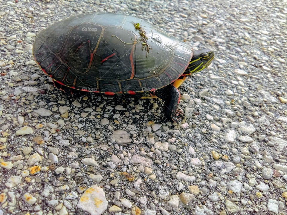 Turtle