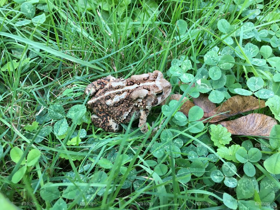 Toad in Connecticut 