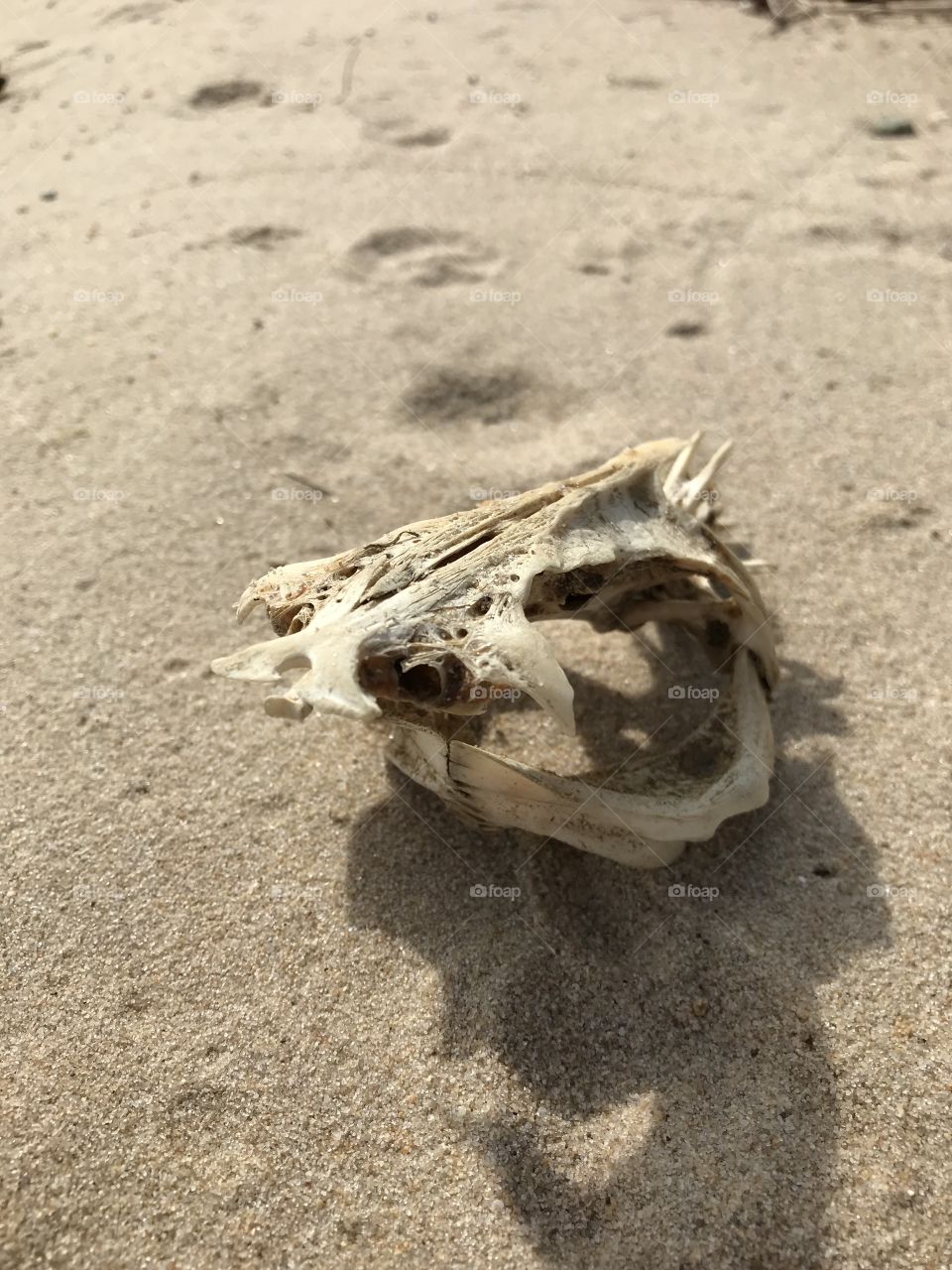 Fish skull 