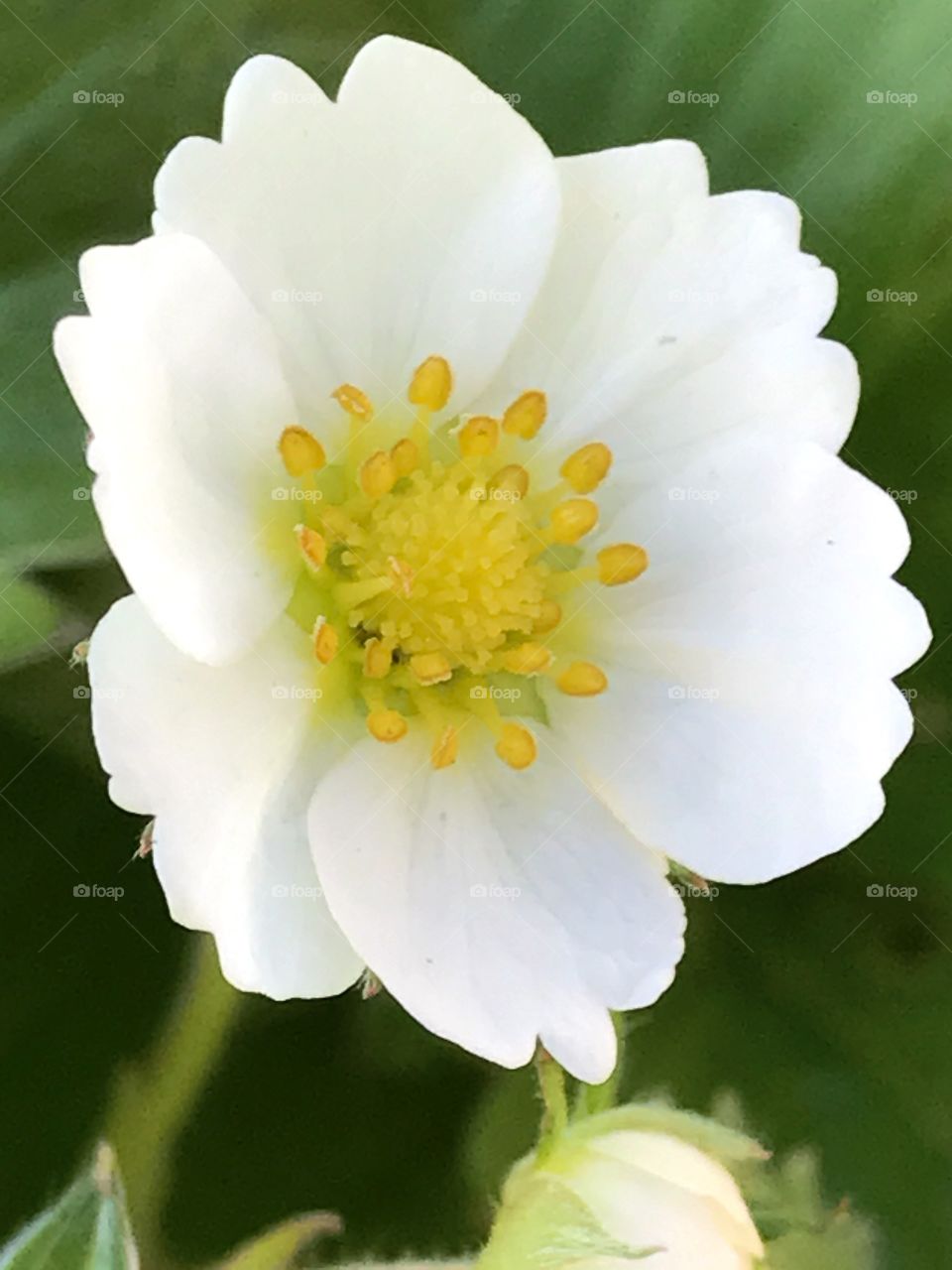 Strawberry blossom 