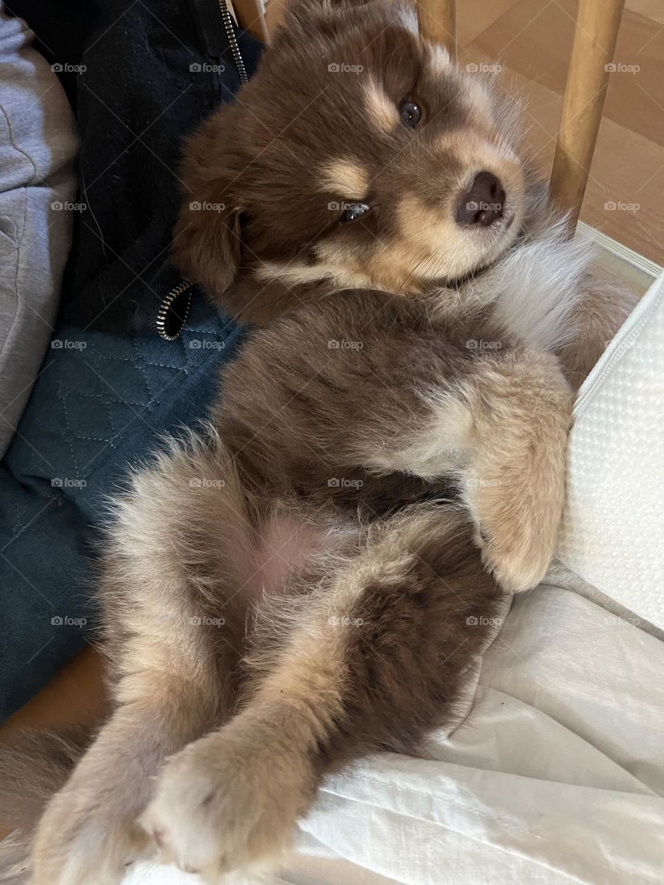 Portrait of a young Finnish Lapphund puppy dog