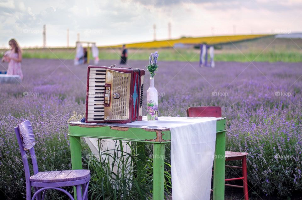 Summer shot on Lavender Field