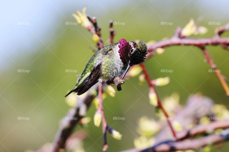 Colorful hummingbird on a tree branch, enjoying springtime 