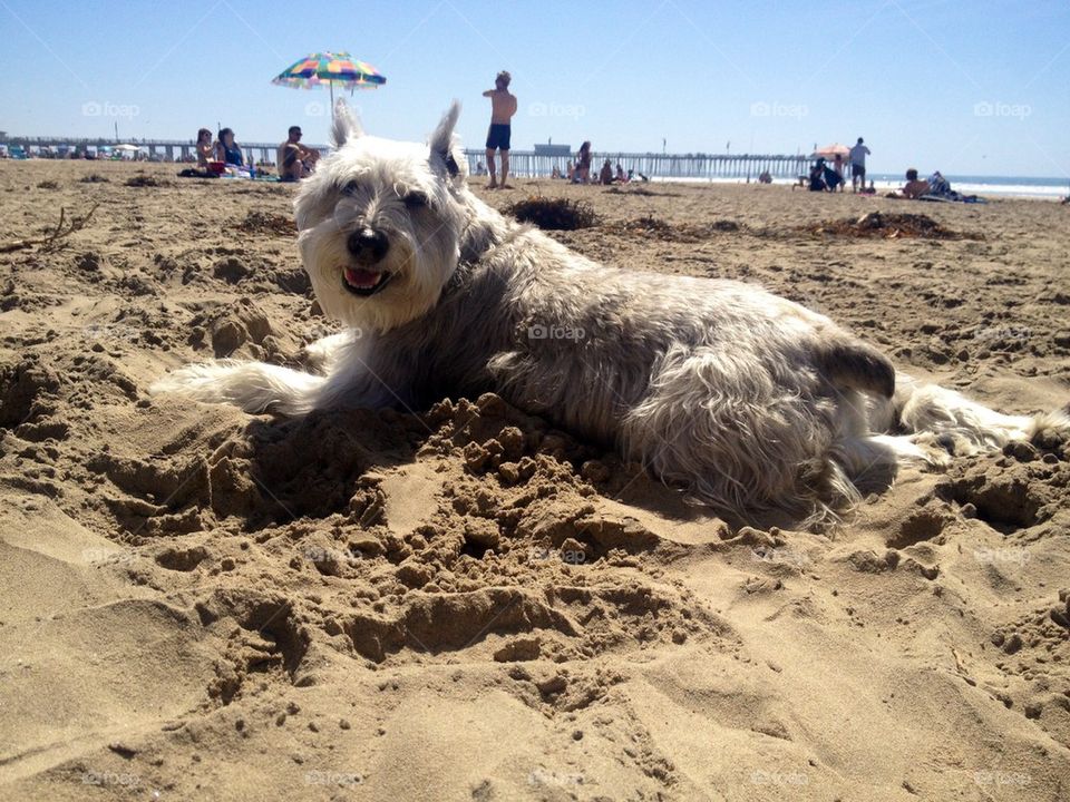 Beach doggy