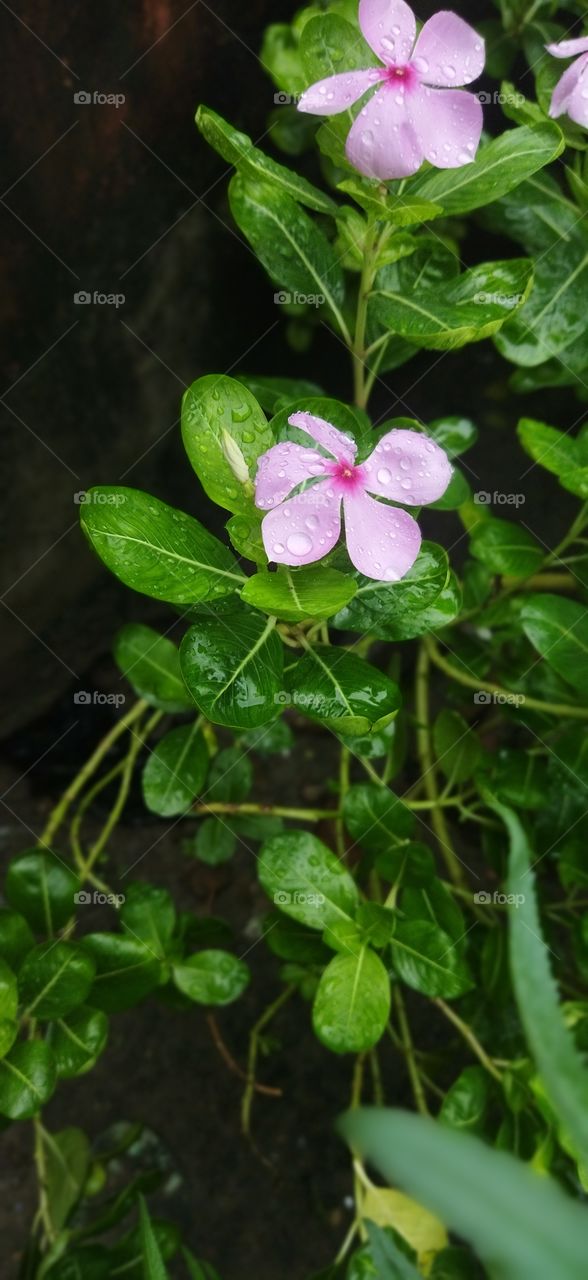 flowers beauty in rain