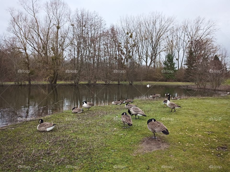 Paysage canards 🦆