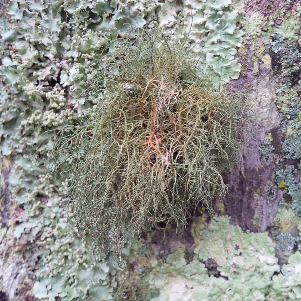 various types of green lichen growing on a palm tree trunk in Queensland Australia