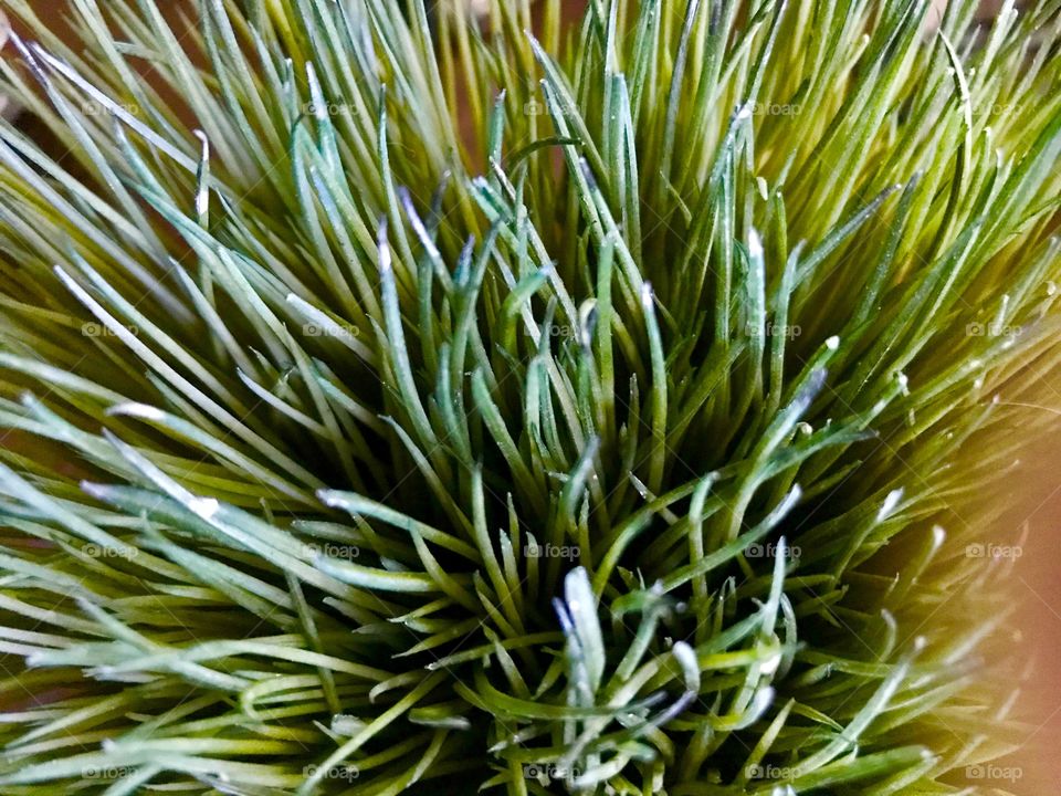 Tundra grass