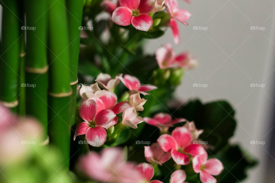 Pink flowers 