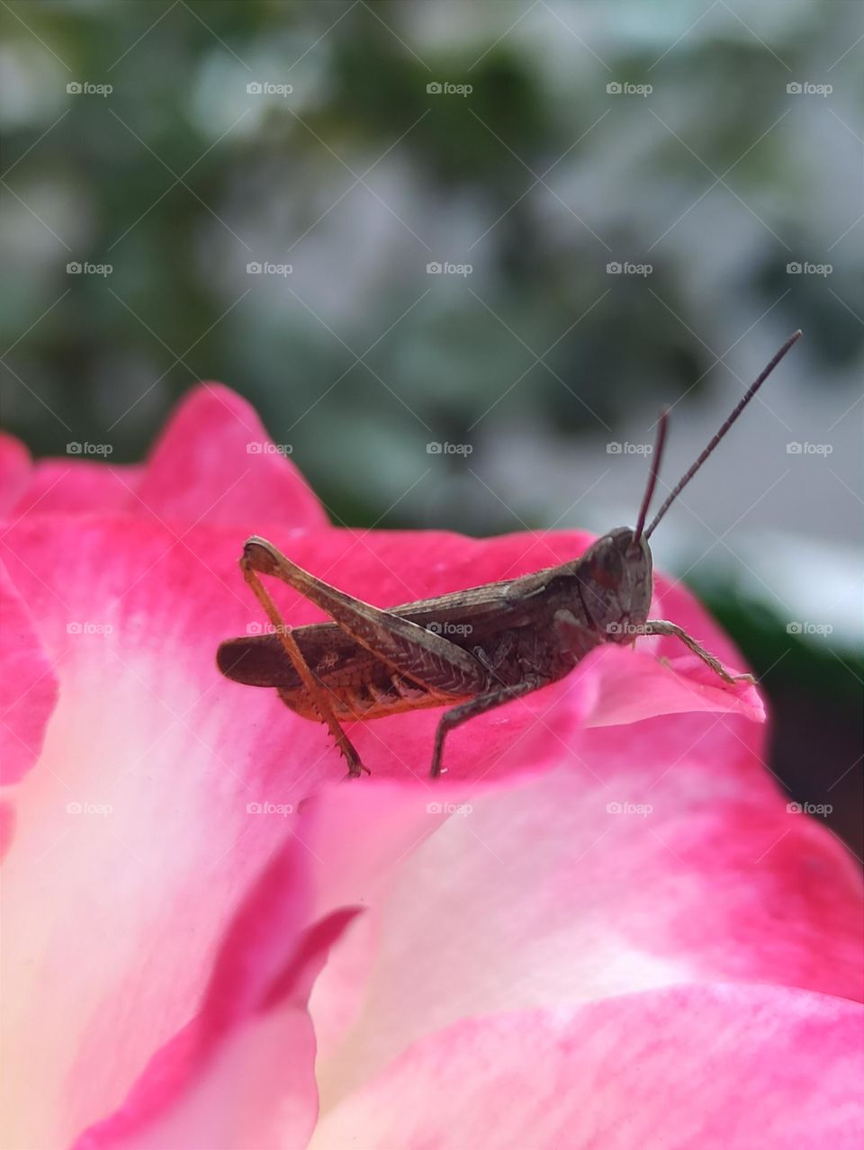 grasshopper on a rose