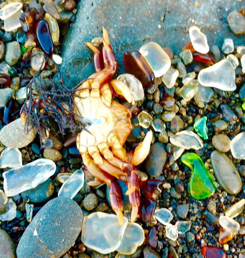 Glass Beach and crab