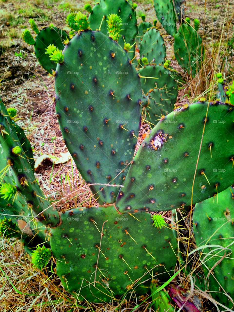 cactus