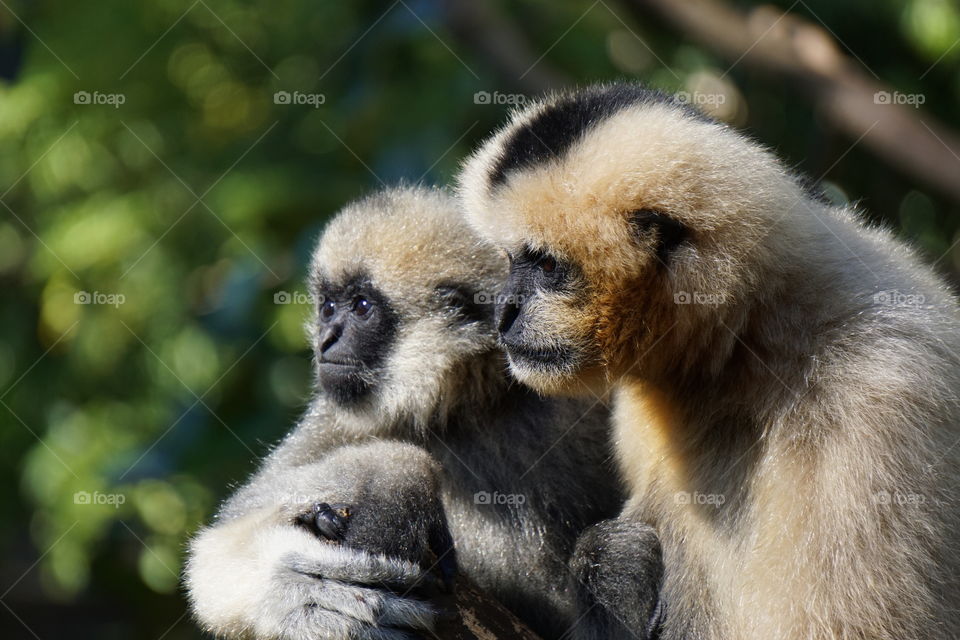 Close-up of gibbon with her baby