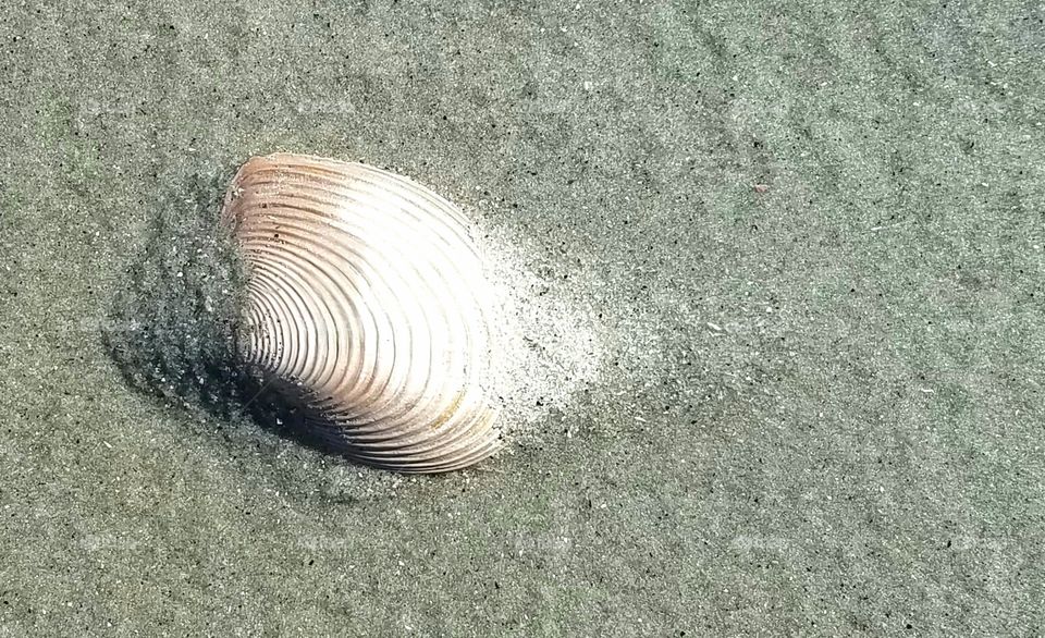 sea shell in sand