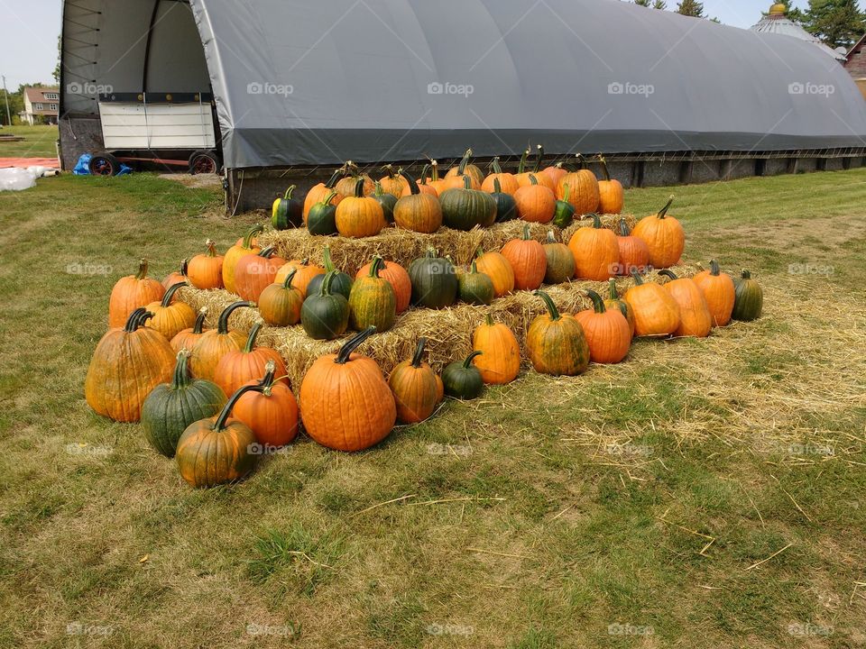 pumpkin display