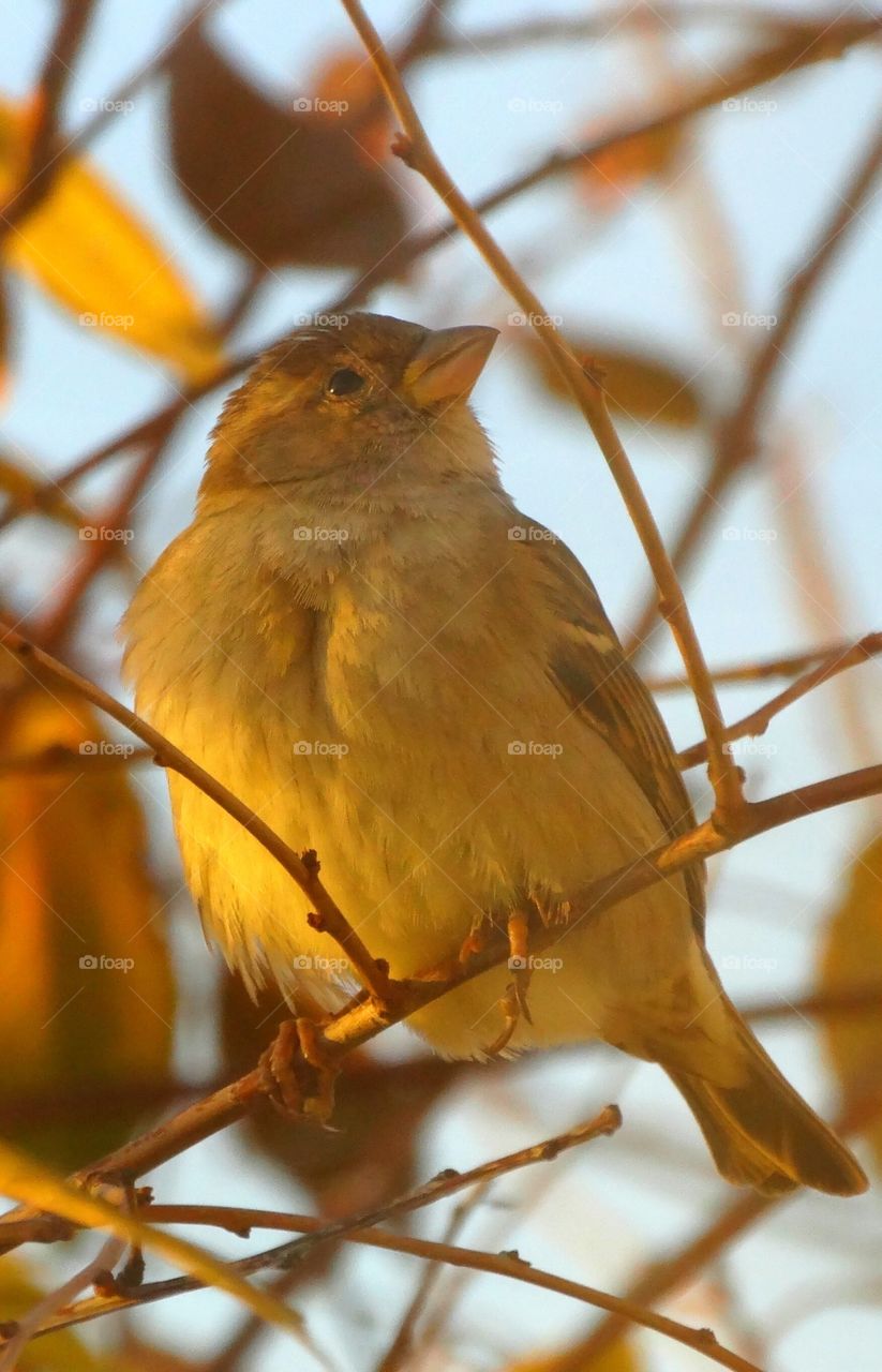 Golden sparrow