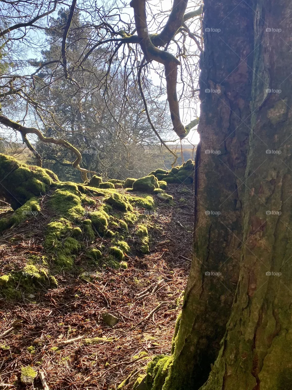 Mossy tree