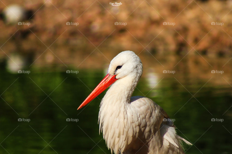 The Stork