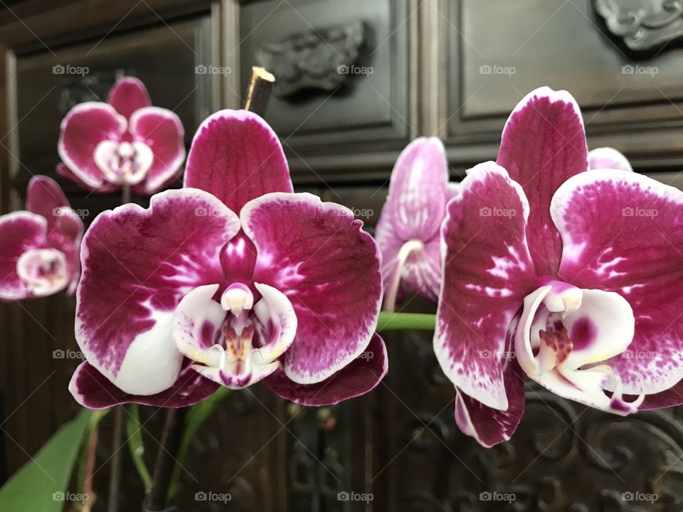 My blooming orchids 