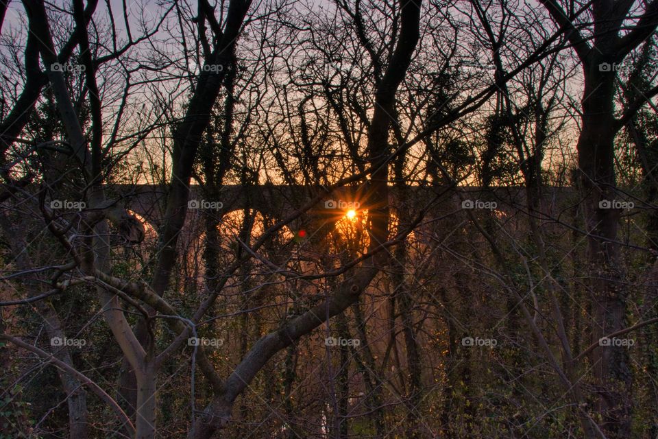 Sun star burst through the trees