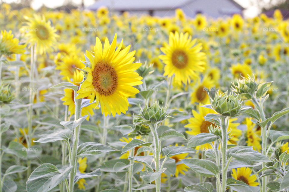 Sunflower