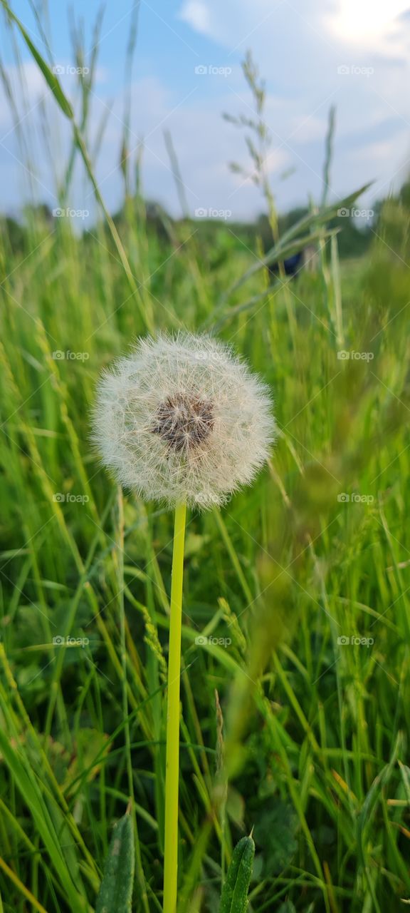 Dandelion