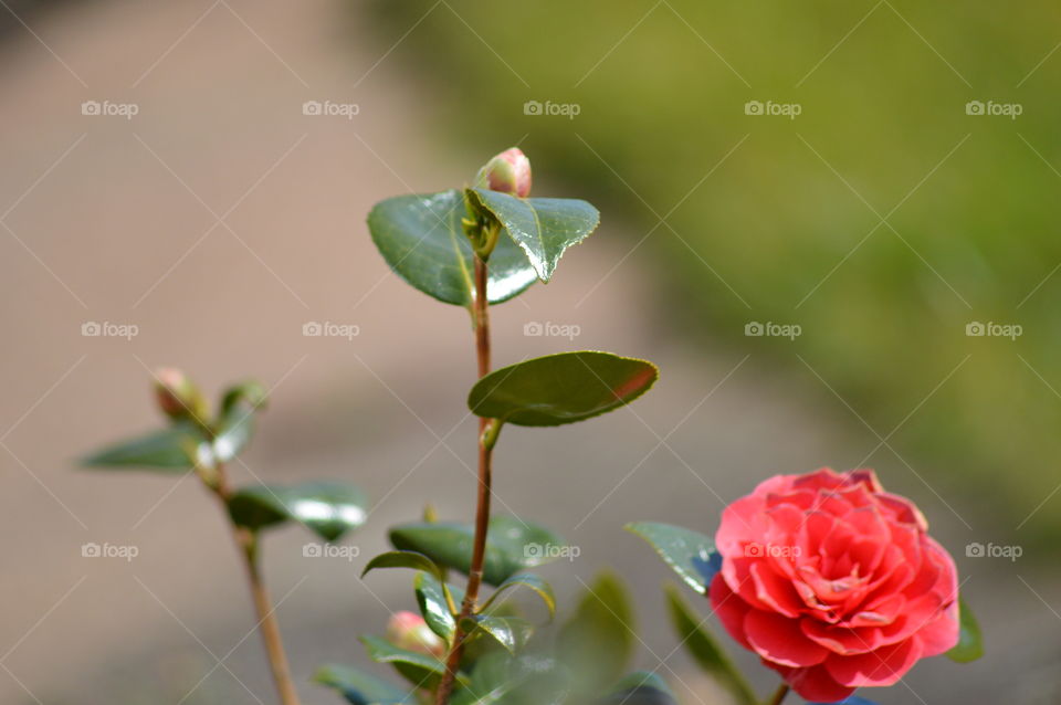 Close-up of red flower and plant