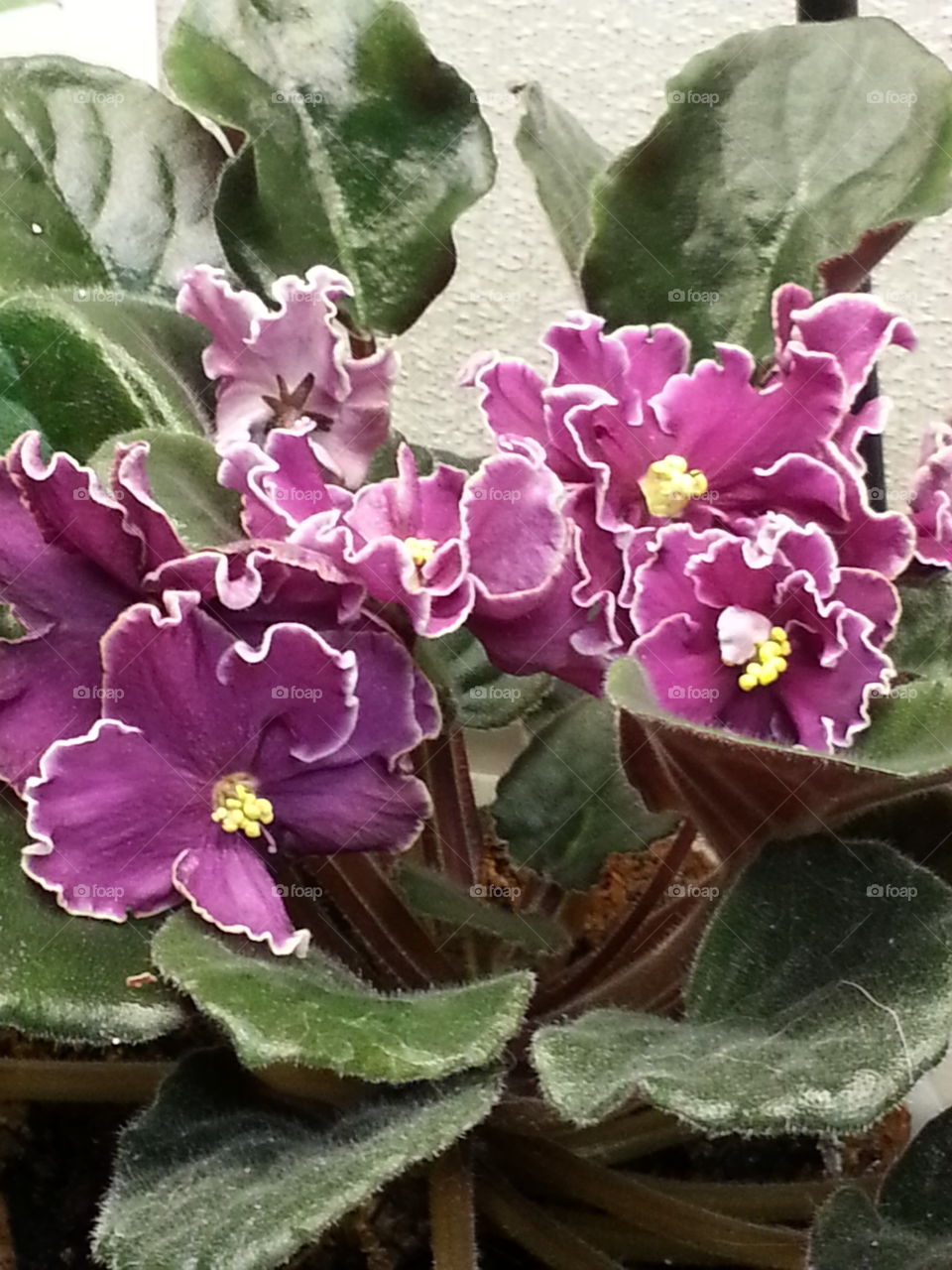 violets in bloom