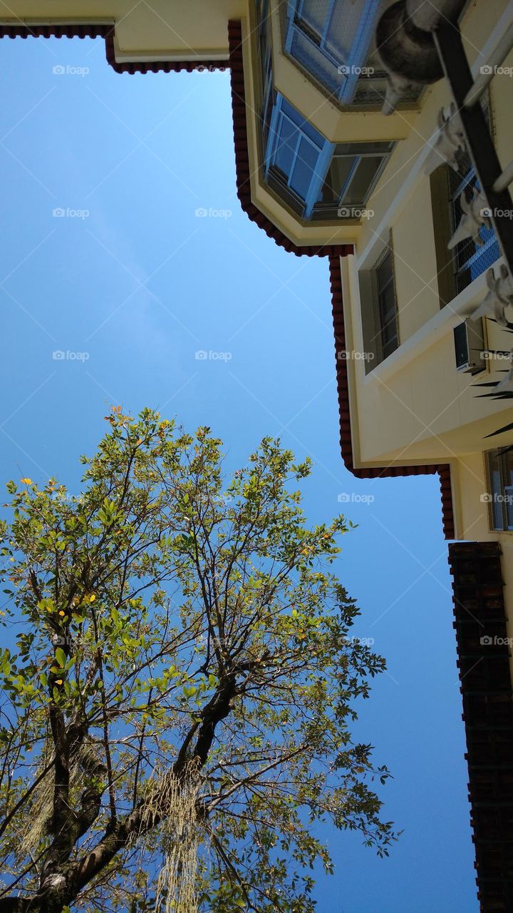 tree, blue sky and architecture