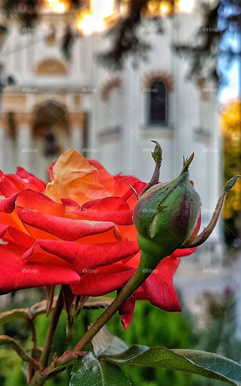 Rose in front of Sf. Spiridon Church.