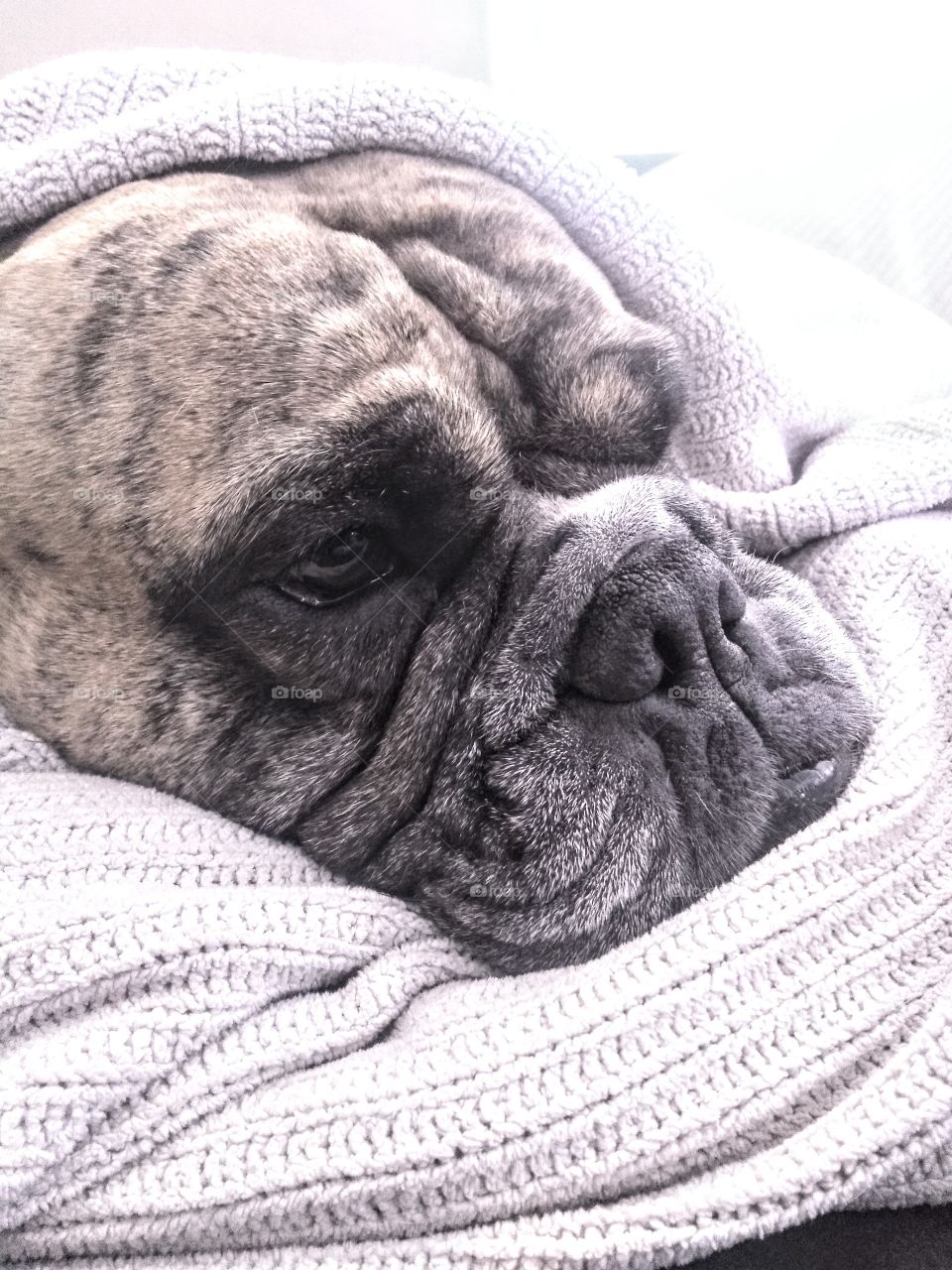 sleepy dog bundled up in a blanket