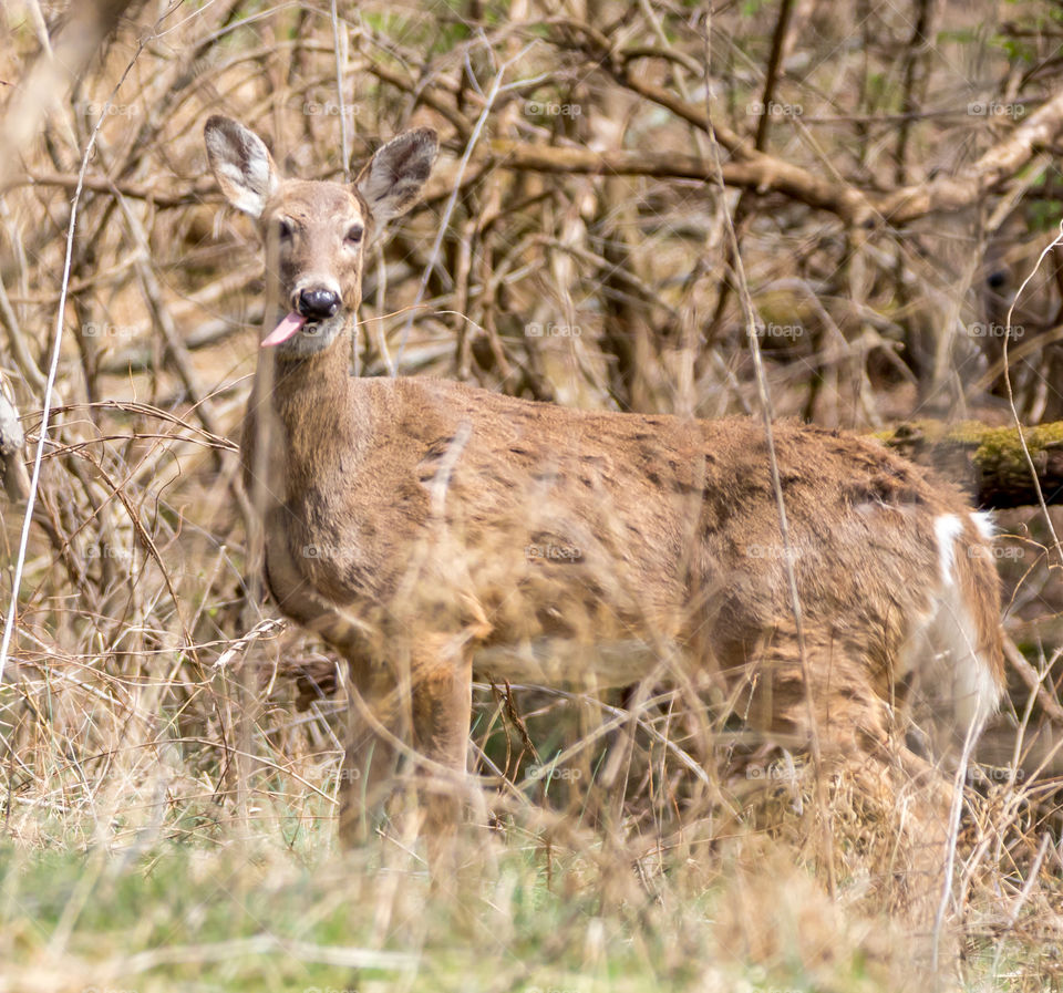 Deer Sticking Tongue Out