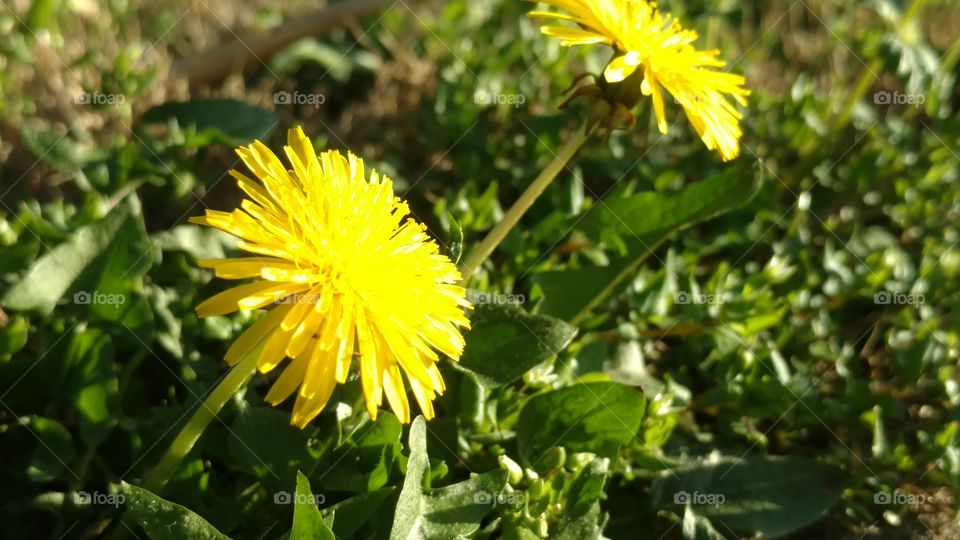 Nature, Flower, Flora, Summer, Leaf