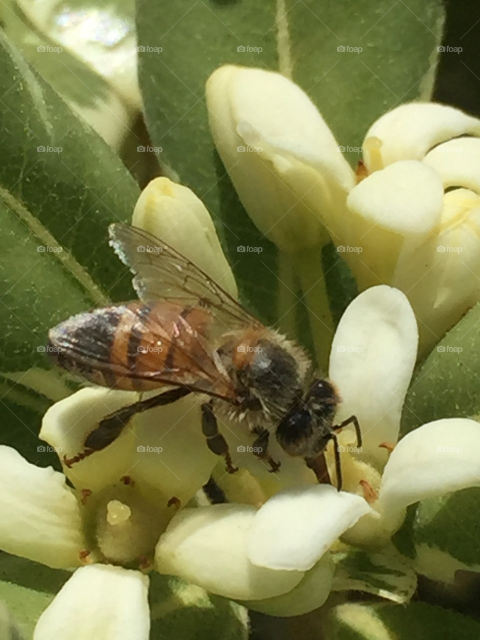 A honey bee enjoying the nectar of a little flower.