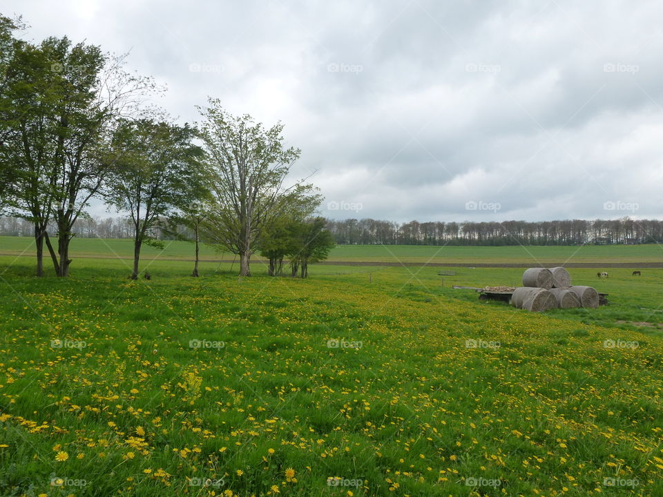 Landscape, Grass, Nature, Rural, Hayfield