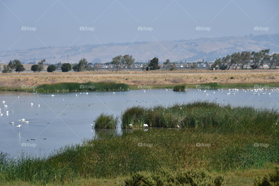 Birds around a marsh