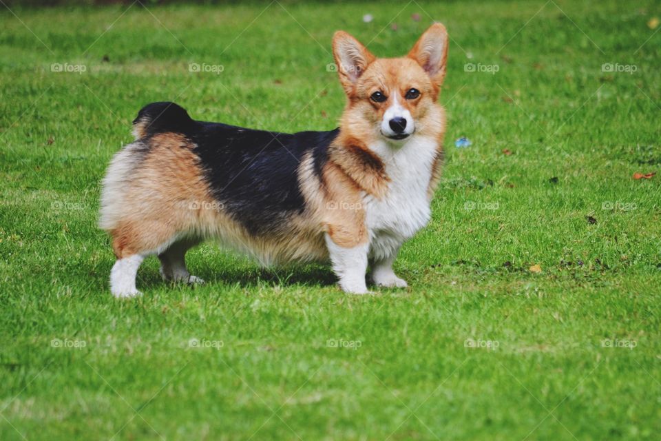 Cute corgi pembroke