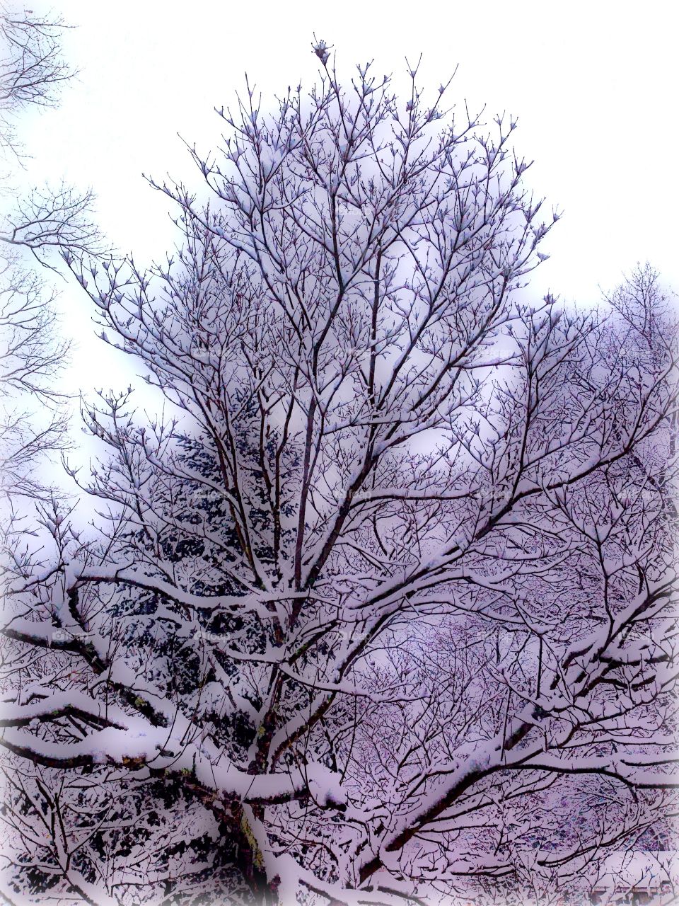 Snowy Tree (HDR color edit 1)

