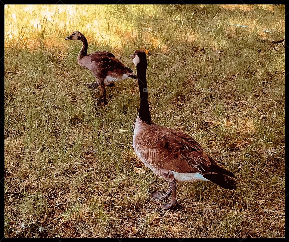 A pair of wandering geese in the summertime.