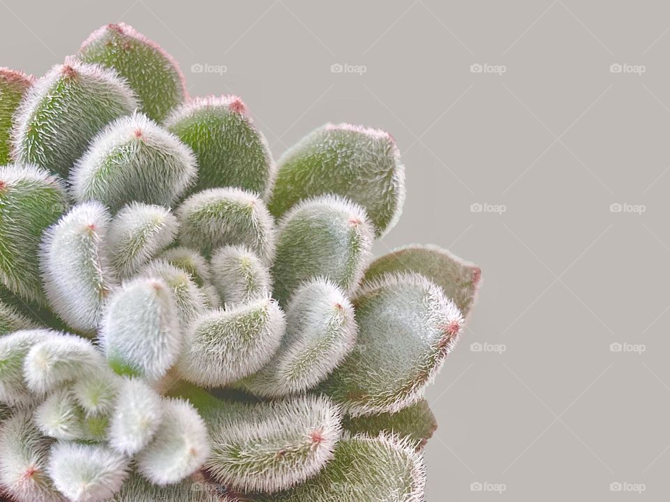 Backgrounds, copy space, textured leaves of an Echeveria 