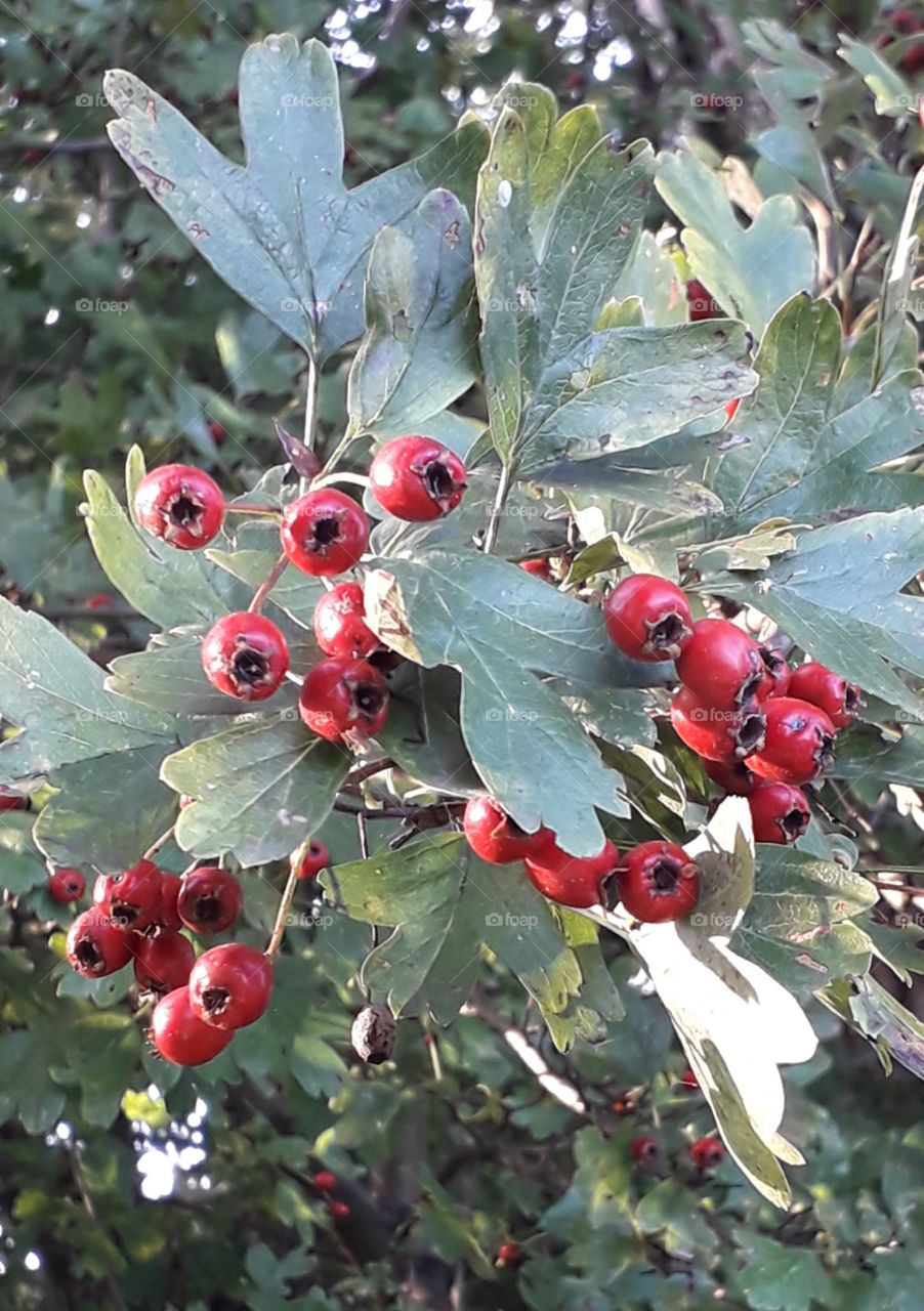 red hawthorn berries at sunset