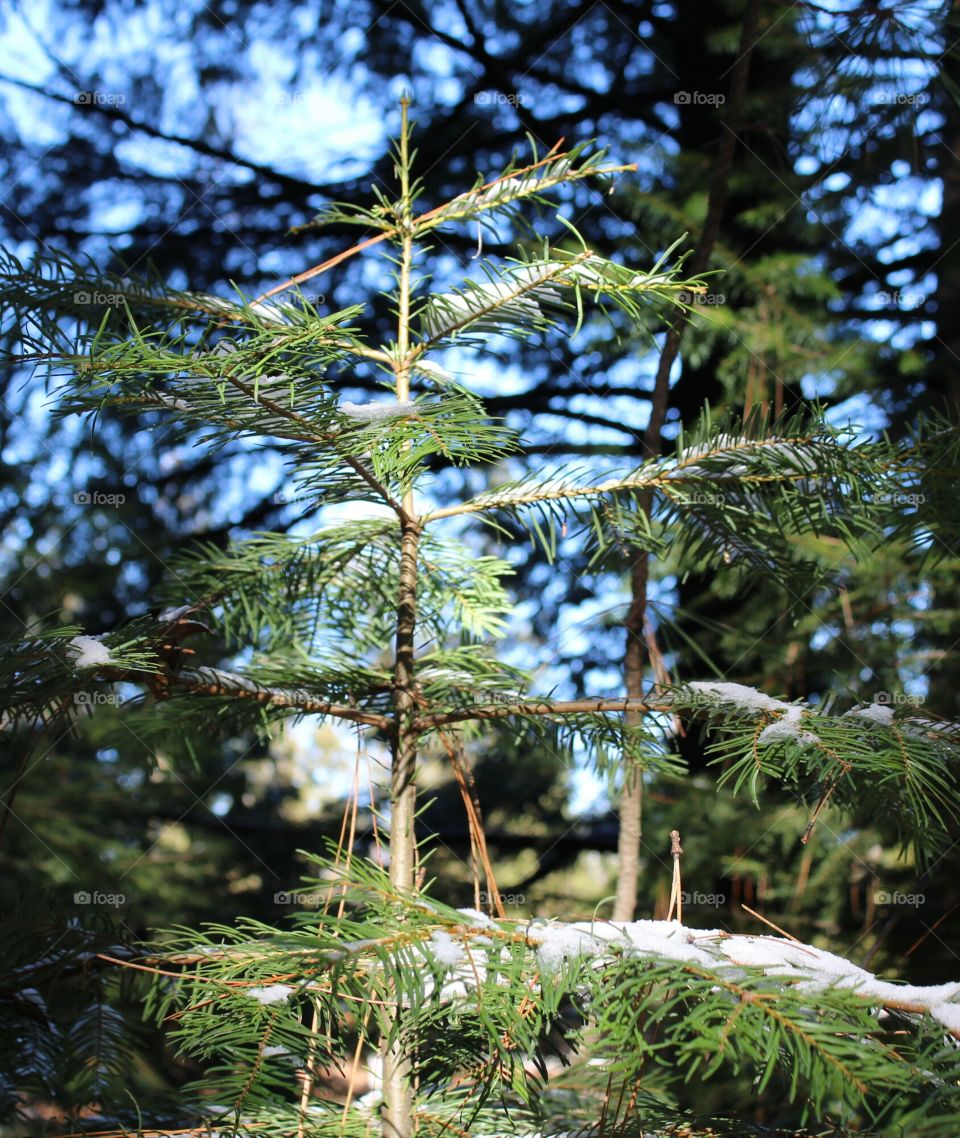 young pine tree