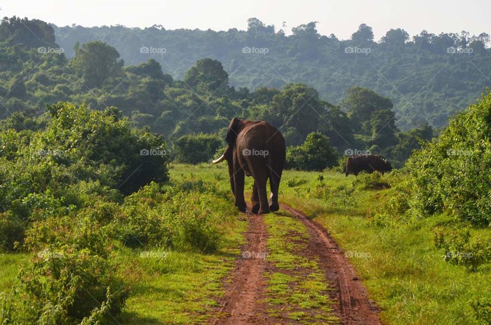 Elephant Kenya