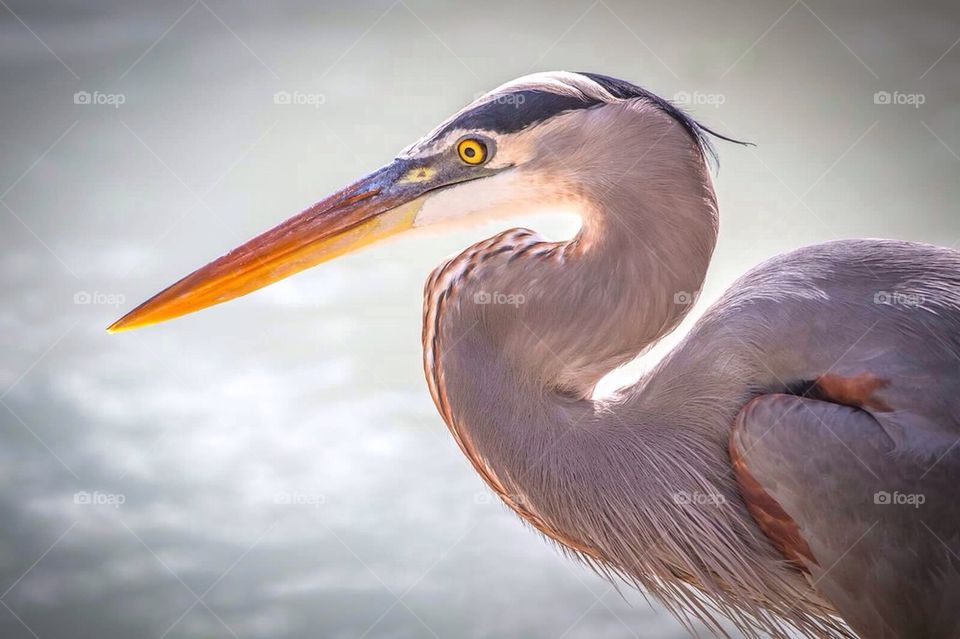 Heron