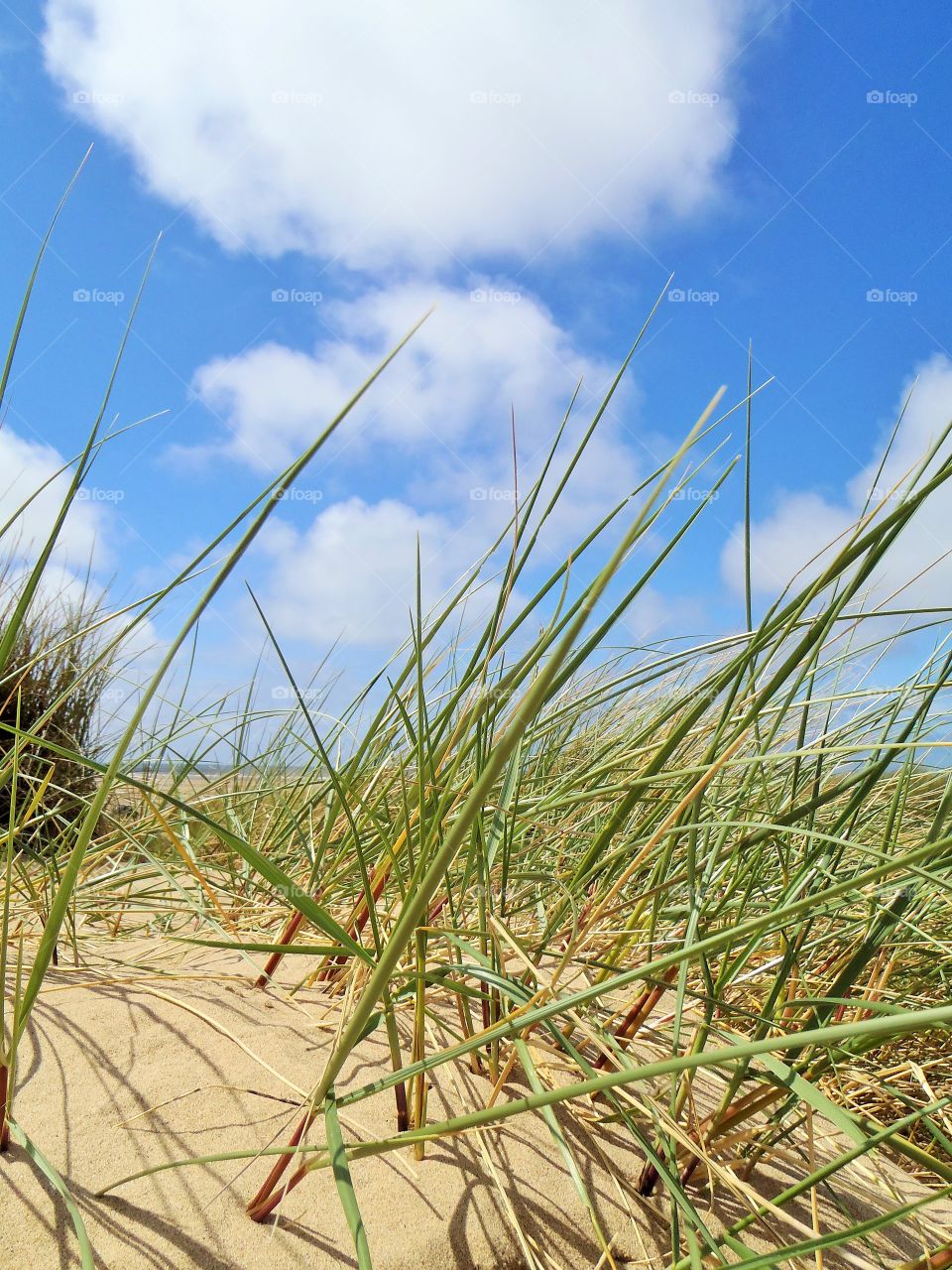 Sea grass & clouds 