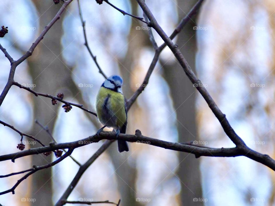 Blue tit
