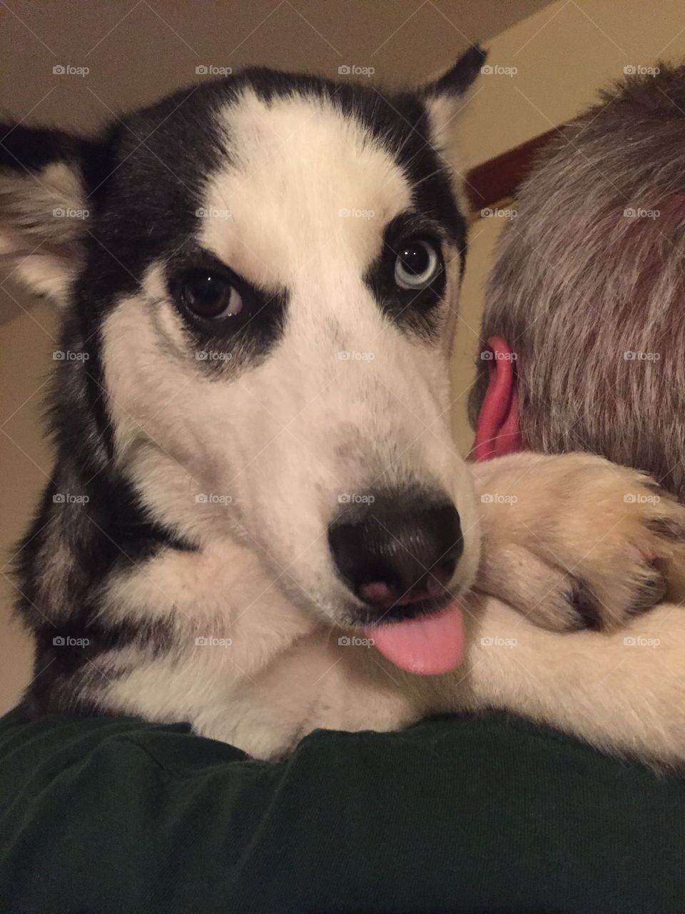 Husky sticking out tongue