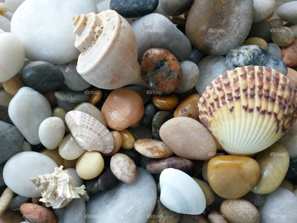 Full frame of seashells